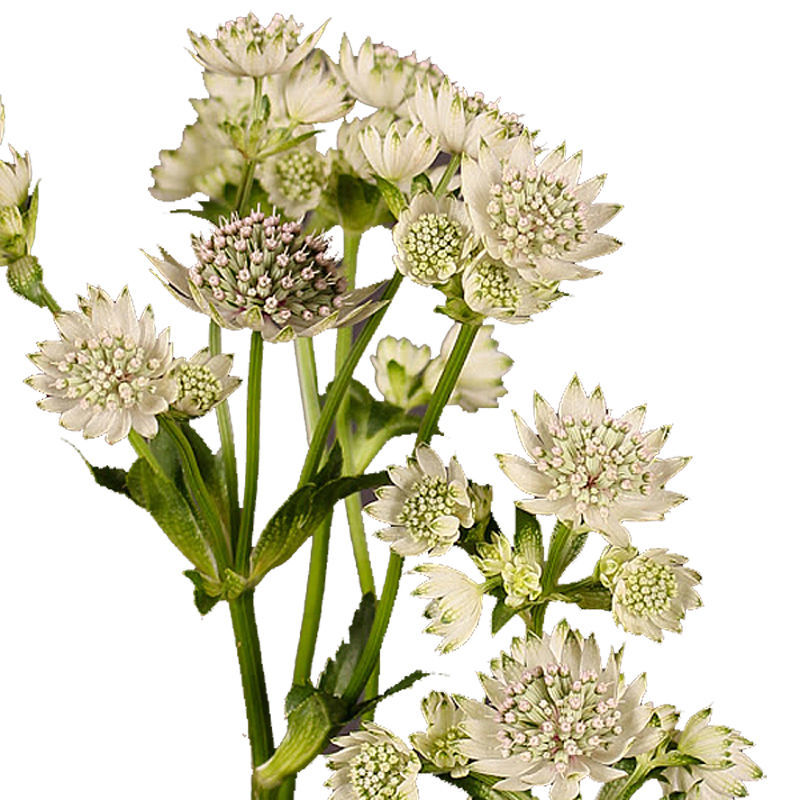 10 Astrantia Billion Stars Secrets To Bloom