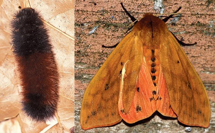 10 Black Hairy Caterpillar Facts To Know