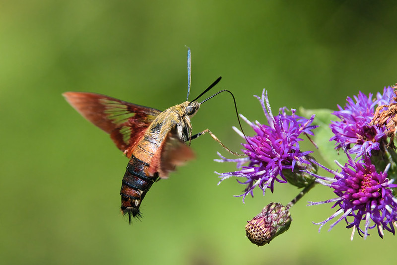 10+ Hummingbird Moth Images For Better Viewing