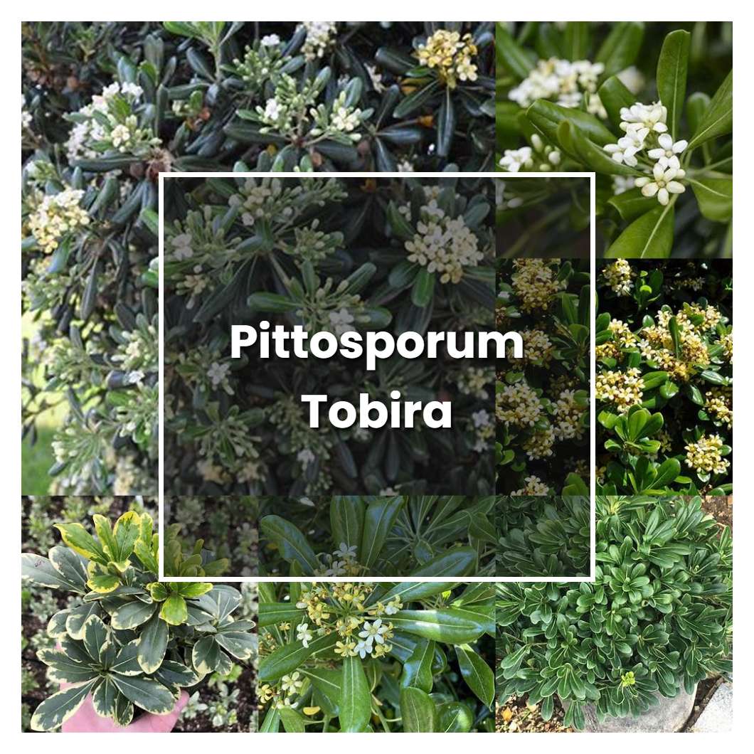 10 Pittosporum Tobira Nana Care Tips