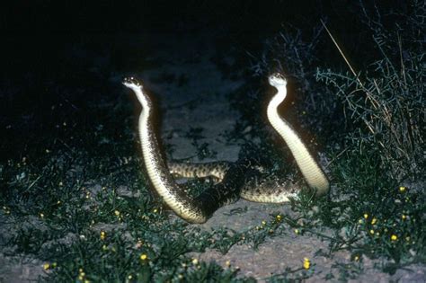 11 Species Of Nocturnal Snakes A To Z List With Pictures Fauna Facts