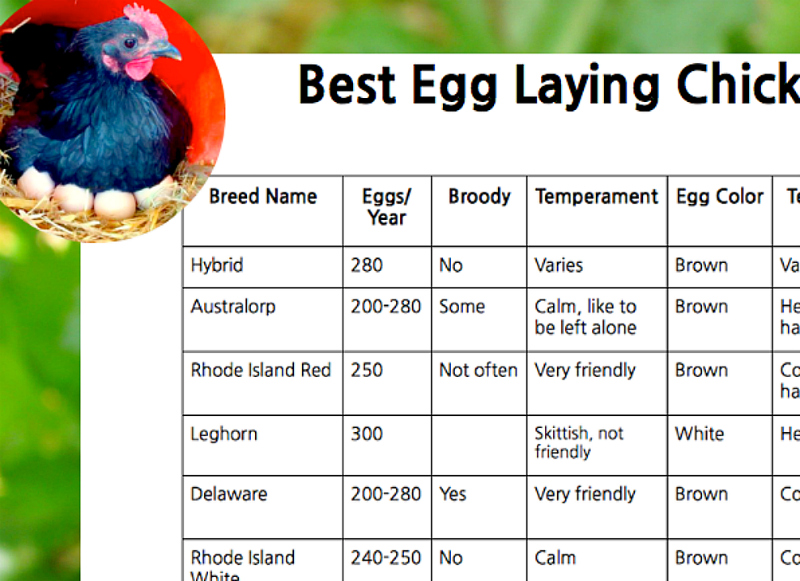 12 Egg Laying Tips For Healthier Chickens