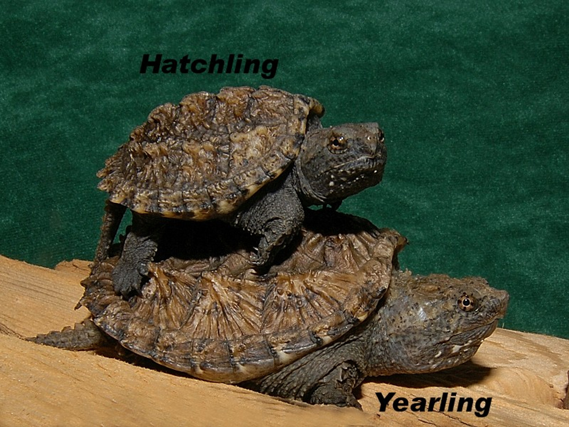 12 Florida Snapping Turtle Facts For Safe Handling