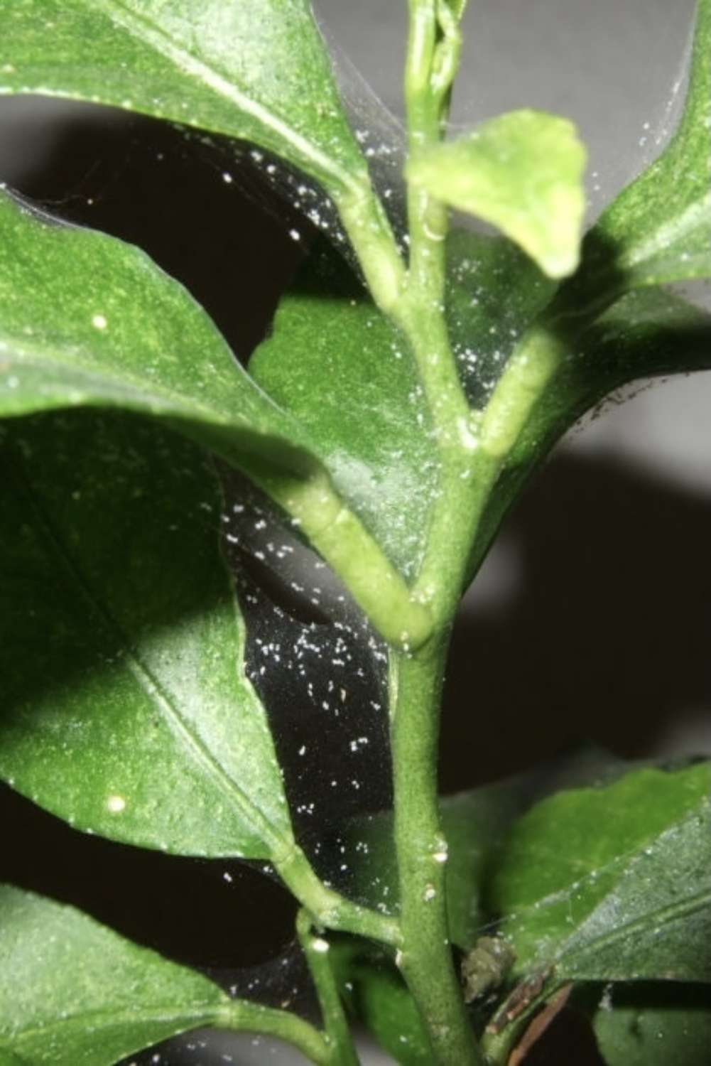 12 Spider Mites Tips For Healthier Plants