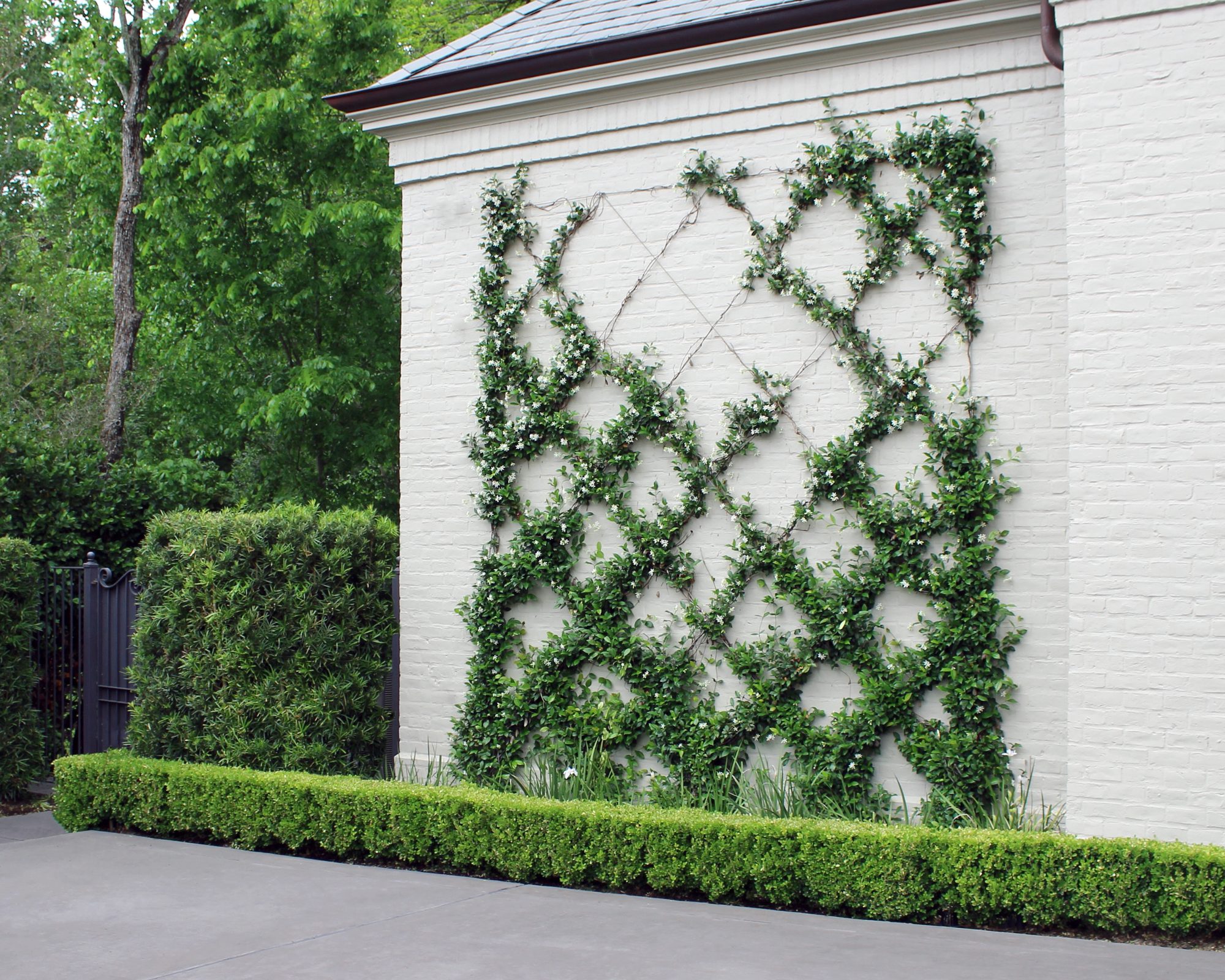 20 Star Jasmine Trellis Ideas Garden Design Backyard Landscaping Garden Vines