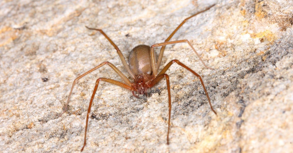 27 Common Spiders In Texas A Z Animals