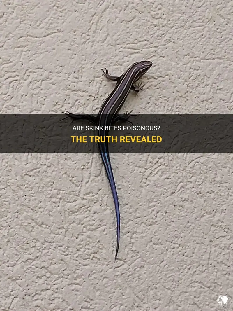 7 Poisonous Bluetailed Skink Secrets Revealed