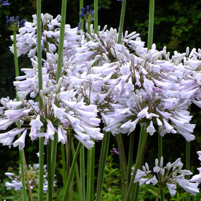 Agapanthus Windsor Grey From Burncoose Nurseries