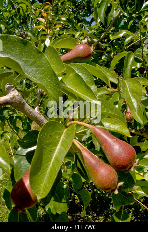 Agriculture Bartlett Pear Tree With Pears Ripe And Ready For Harvest