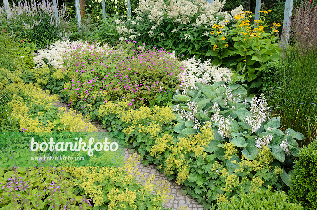 Alchemilla Mollis Guide How To Grow Care For Lady S Mantles