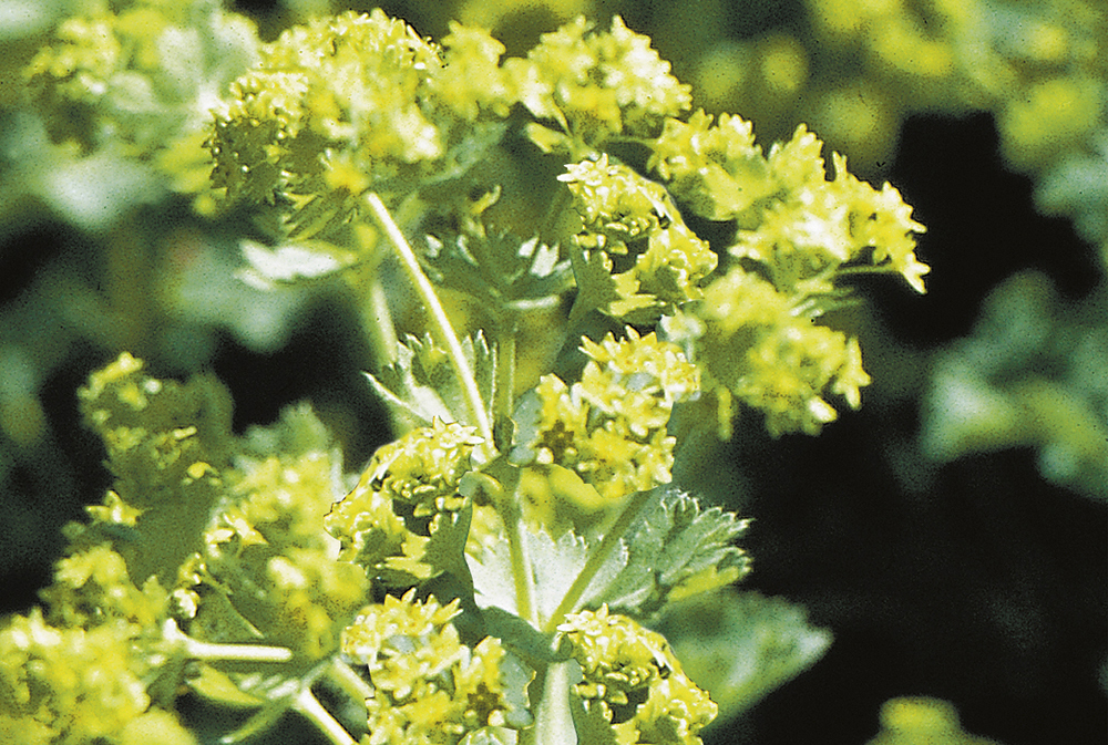 Alchemilla Mollis Thriller P9 Tuincentrum Vechtweelde