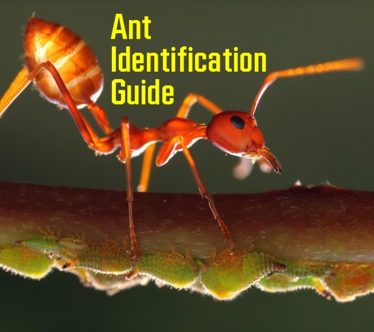 Ant Identification And Guide To 8 Common Types Owlcation