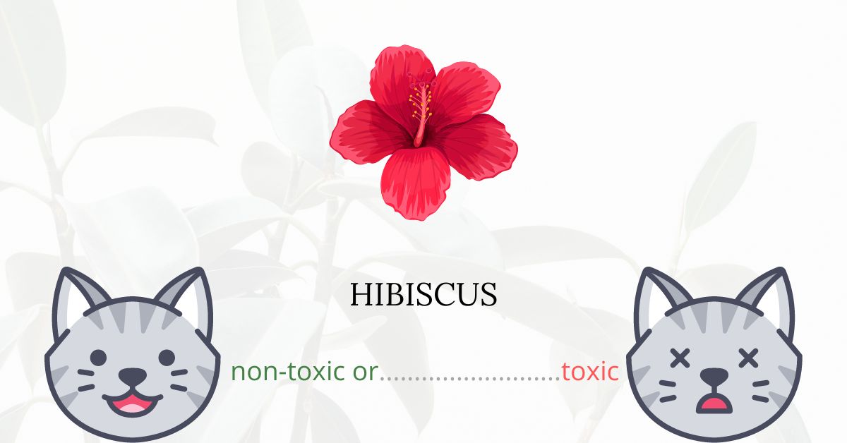 Are Hibiscus Toxic To Cats And Dogs