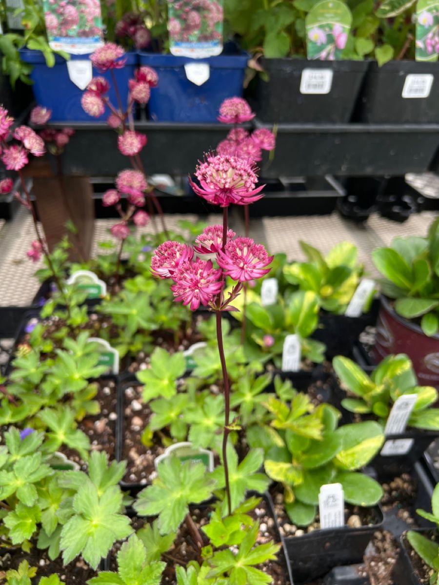 Astrantia Star Guide: Blooming Secrets