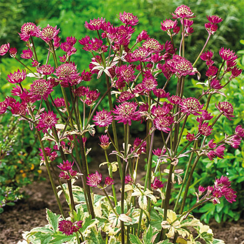 Astrantia Star Of Beauty