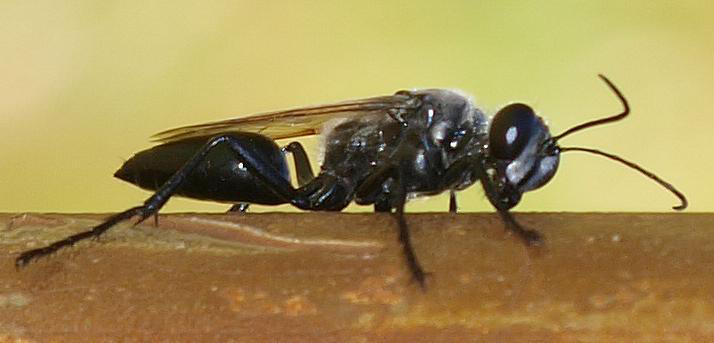 Big Black Wasp Climbing Up My Window Forum Thread Tech Advisor