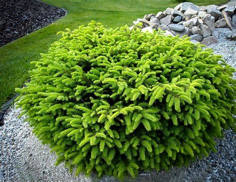 Birds Nest Spruce: Perfect Drought Tolerant Tree