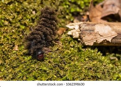 Black Hairy Caterpillar Stock Photo 1062398630 Shutterstock