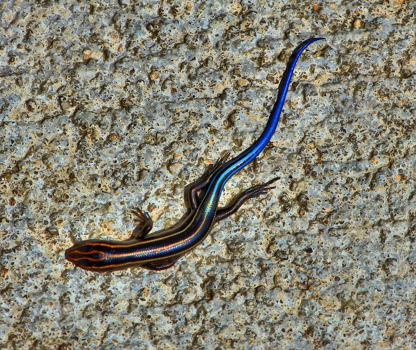 Blue Tail Skink Striped Lizard