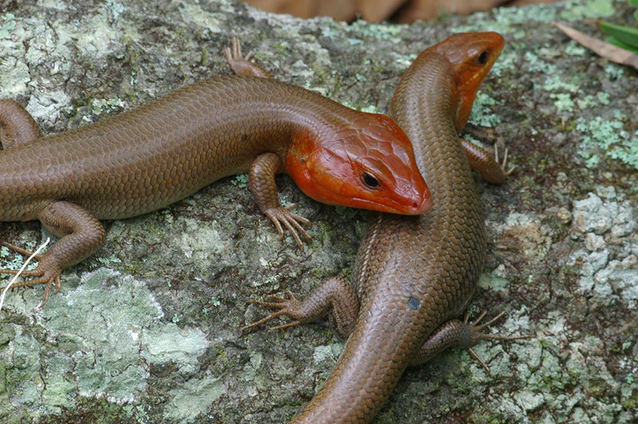 Bluetailed Skink Poisonous