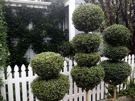 Box Boxwood Buxus Topiary Hedge Garden Design Nursery