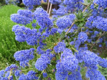 C Anothe Italian Skies Ceanothus Bleu P Pini Re Du Penthi Vre