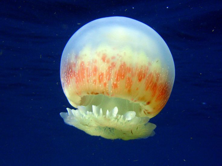 Cannonball Jellyfish Facts