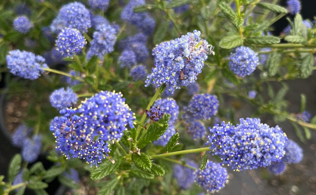 Ceanothus Italian Skies: Easy Care Beauty