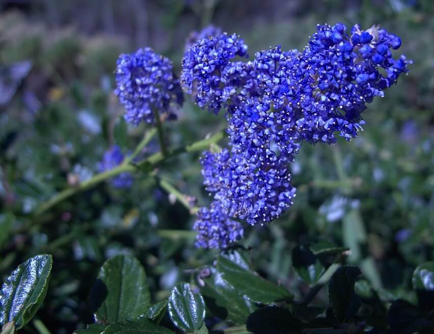 Ceanothus Italian Skies Thompsons Plants Garden Centres