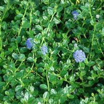 Ceanothus Victoria Impressus: Easy Care Guide