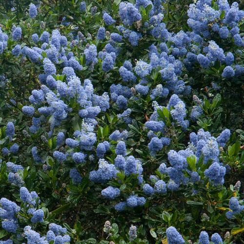 Ceanothus Victoria Impressus: Grow Beautiful Flowers