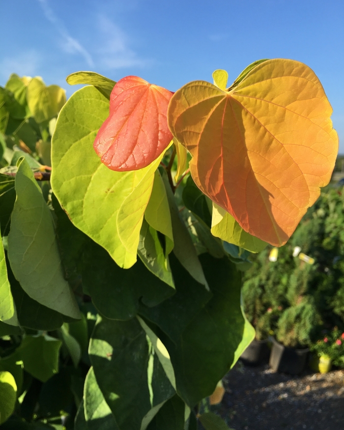 Cercis Canadensis The Rising Sun Urban Jungle Plant Nursery