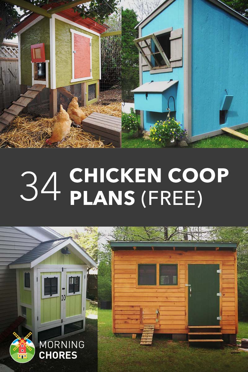 Chicken Coop Building: Easy Diy Plans