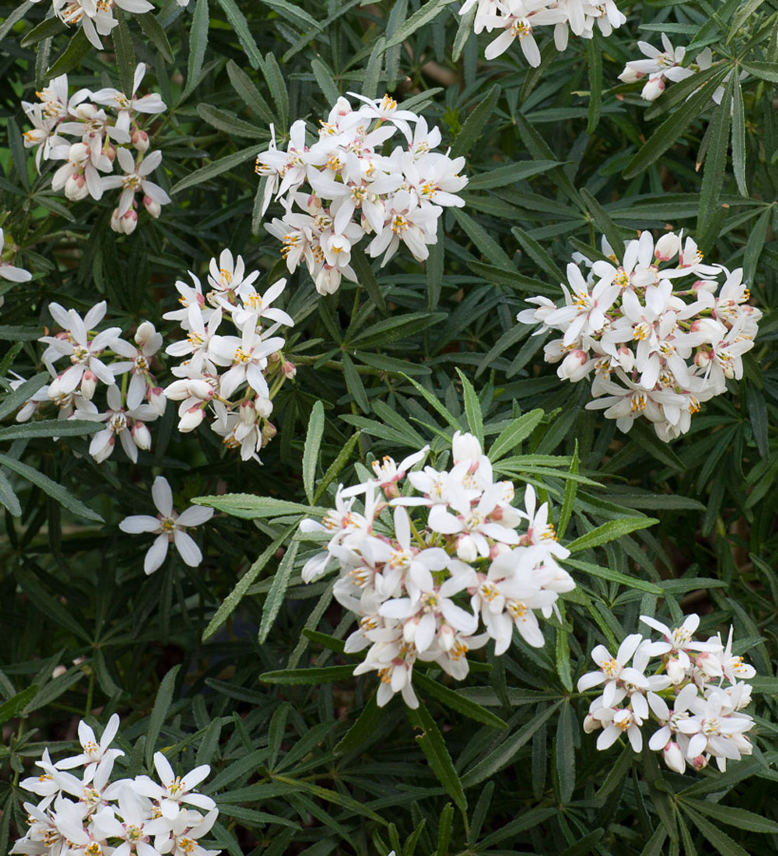 Choisya Dewitteana White Dazzler