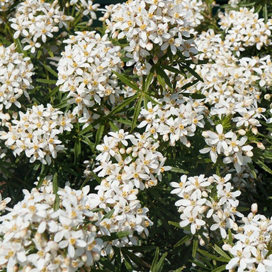 Choisya X Dewitteana Londaz White Dazzler Mexican Orange Shrubs Garden