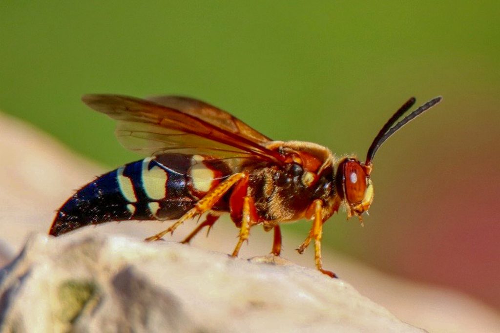 Cicada Killer Wasp Guide: Safety & Removal