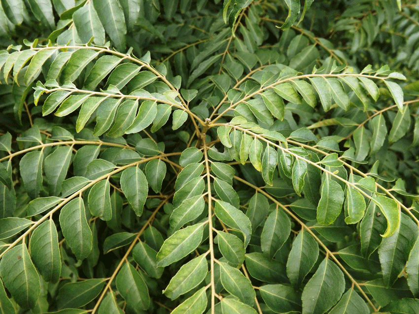 Curry Leaf Tree