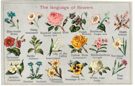 Discover The Victorian Tradition The Language Of Flowers With The