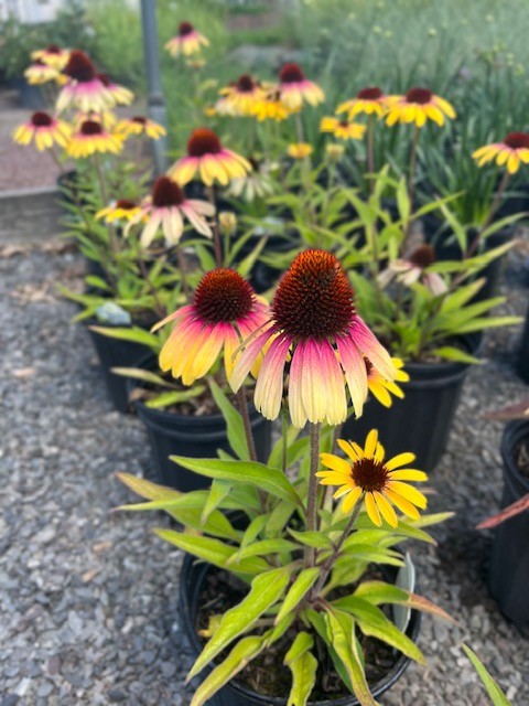 Echinacea Yellow Rainbow Coneflower Dutchgrown