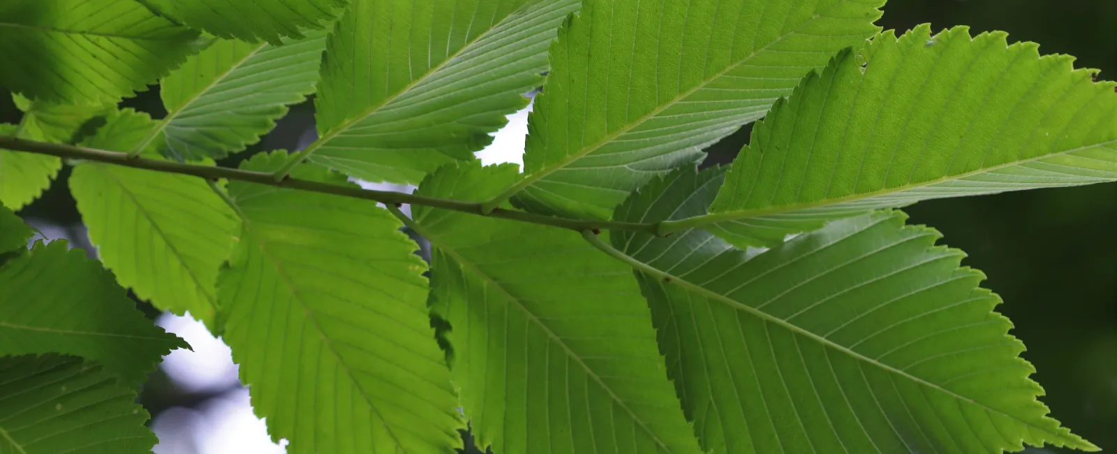 Elm Tree Identification