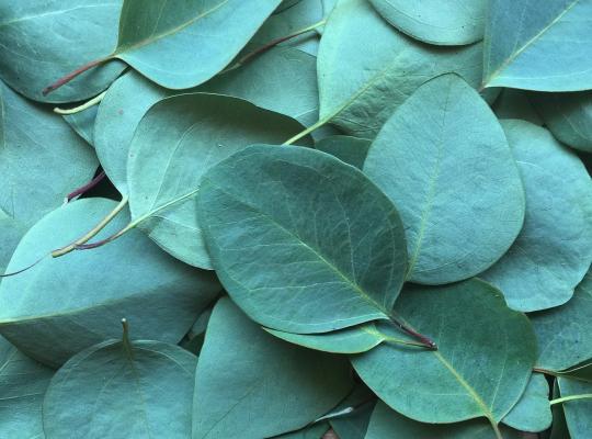 Eucalyptus France Blue