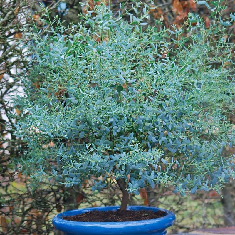 Eucalyptus Gunnii France Bleu Buy Dwarf Evergreen Gum Trees