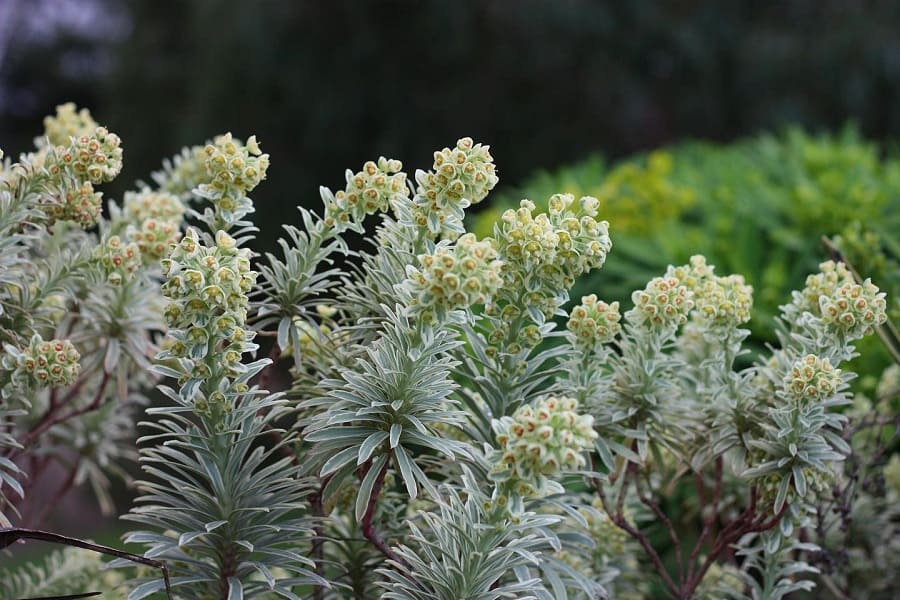 Euphorbia Silver Swan Characteristics And Care Succulent Alley