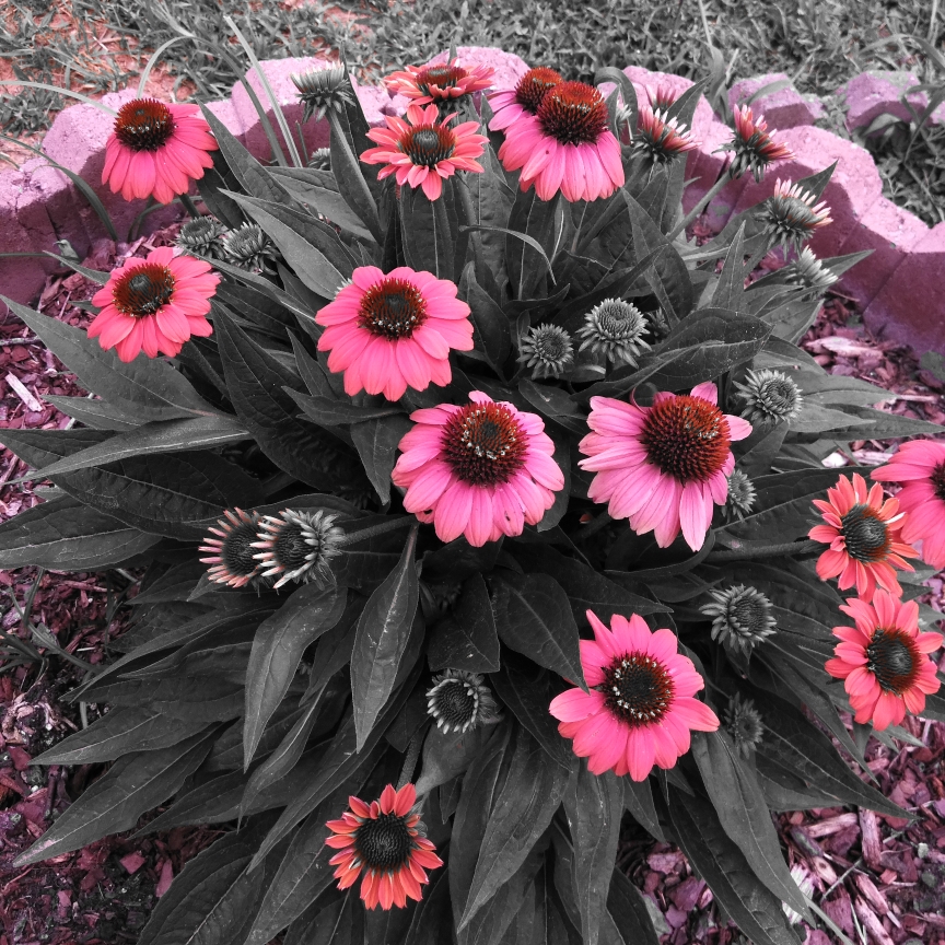 Gaillardia X Grandiflora Mesa Red Kokardenblume Mesa Red