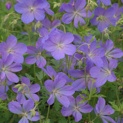 Geranium Johnsons Blue Emerald Plants