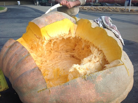 Giant Pumpkin Seed Harvest