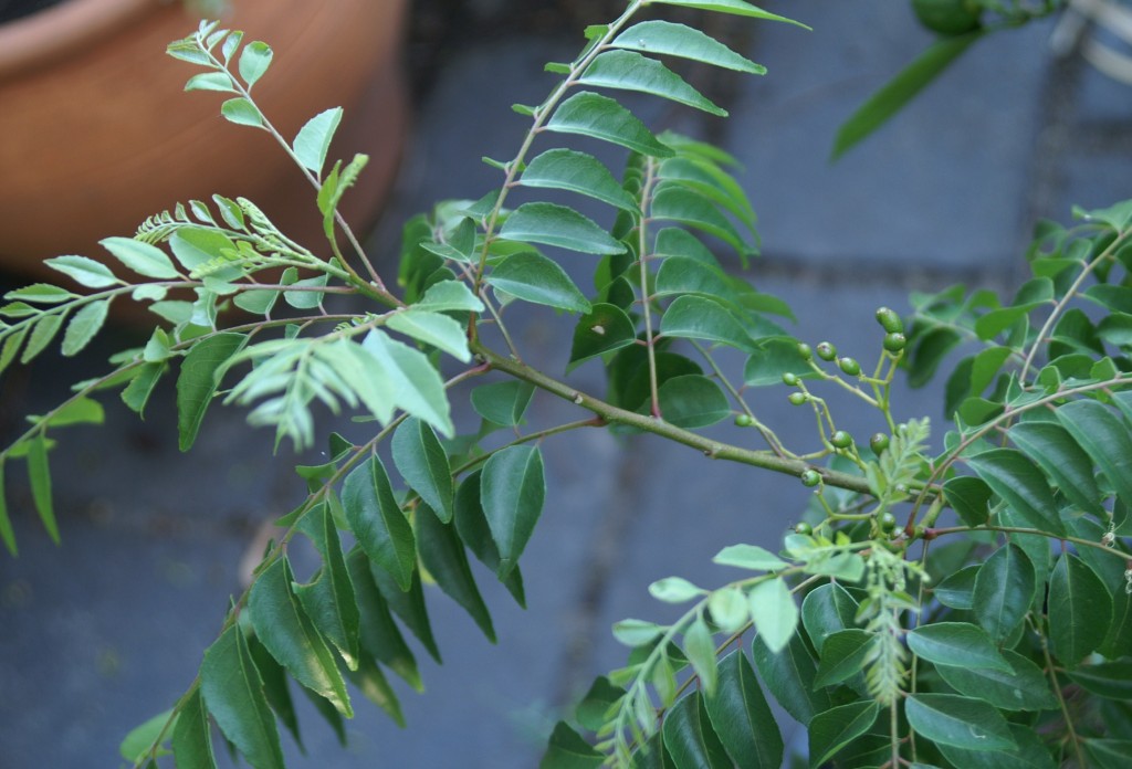 Growing Curry Leaf Trees Murraya Koenigii Suburban Tomato