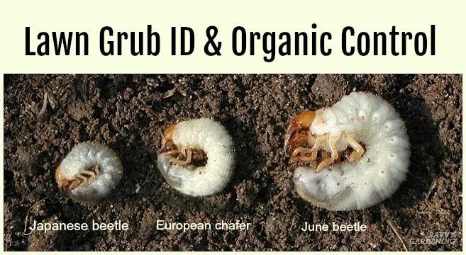 Grub Worm Control: How To Safely Get Rid Of Grubs, 58% Off