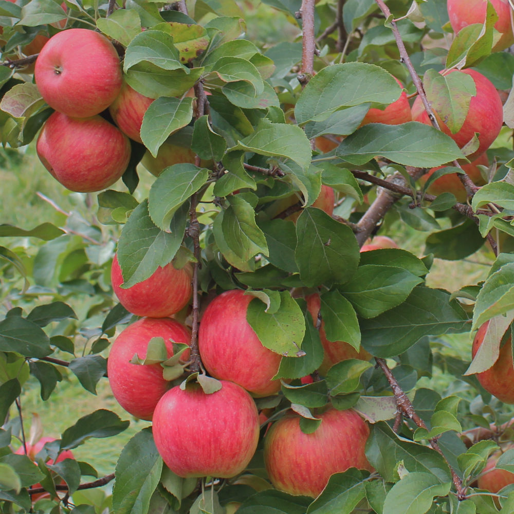 Honeycrisp Apple Tree