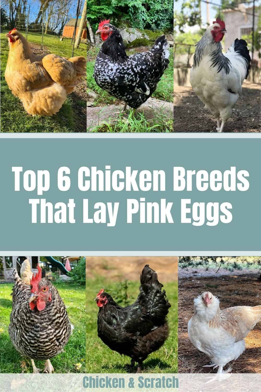 How Chickens Lay Eggs